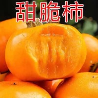 正宗廣西巧克力甜脆柿子恭城月柿新鮮水果批發柿花果脆甜大柿子